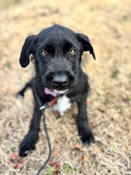 Terrier and Labrador Retriever Dogs Available for Adoption - Harlow | PetCurious