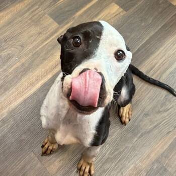 Rescue Mixed Breed Dogs for Adoption in Jeffersonville, Indiana - Boo | PetCurious