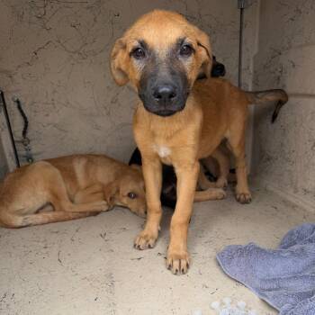 Allie 26-06-135 -  Hound Dog for Adoption in Bastrop, Texas - Allie 26-06-135 | PetCurious