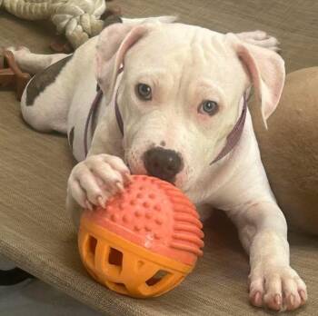 Colorado -  American Staffordshire Terrier Dog for Adoption - Colorado | PetCurious