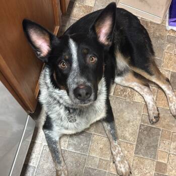 Rescue Australian Cattle Dog Blue Heeler and Shepherd Dogs for Adoption in Lynchburg, Virginia - Sarg | PetCurious