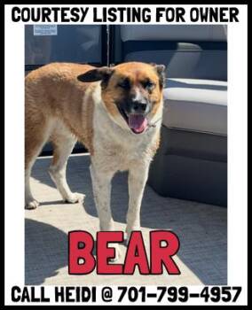 Cattle Dog and Corgi Dogs Available for Adoption in Valley City, North Dakota - Bear - COURTESY LISTING | PetCurious
