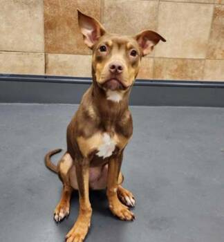 Zinnia -  Doberman Pinscher Dog for Adoption in Portland, Maine - Zinnia | PetCurious
