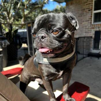 Rescue Pug Dogs for Adoption in Alvin, Texas - Griffin | PetCurious