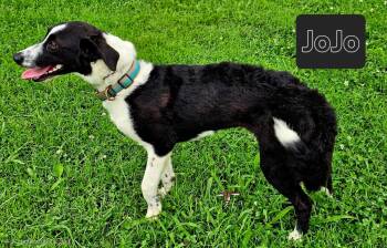 JOJO -  Border Collie Dog for Adoption in Franklin, Tennessee - JOJO | PetCurious