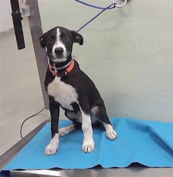 A2096077 -  Labrador Retriever and Mixed Breed Dog for Adoption in Houston, Texas - A2096077 | PetCurious