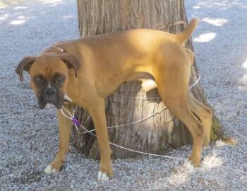 Rescue Boxer Dogs for Adoption in Kuna, Idaho - MAX | PetCurious
