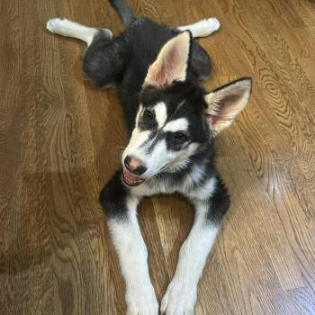 Husky Dogs Available for Adoption - Sky | PetCurious