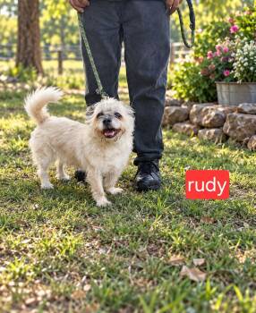Rudy -  Terrier Dog for Adoption in Fort Worth, Texas - Rudy | PetCurious