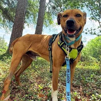 Colby -  Mixed Breed Dog for Adoption in Gainesville, Georgia - Colby | PetCurious