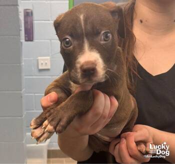 Gecko -  Retriever and Terrier Dog for Adoption in Washington, District Of Columbia - Gecko | PetCurious