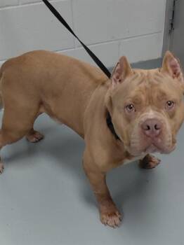 ELIJAH -  American Bulldog and Mixed Breed Dog for Adoption in St. Cloud, Florida - ELIJAH | PetCurious