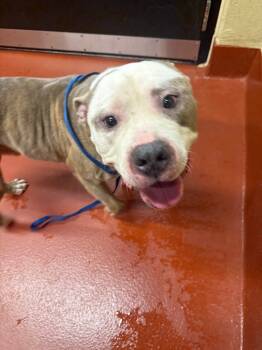 Rescue Mixed Breed Dogs for Adoption in Douglasville, Georgia - Big-Boy | PetCurious