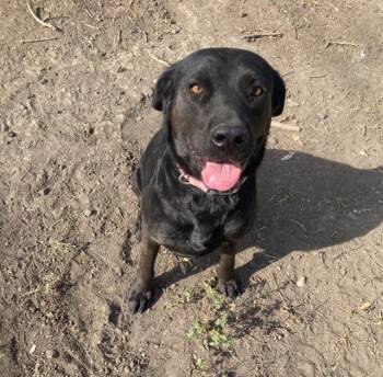 Rescue Labrador Retriever Dogs for Adoption in San Antonio, Texas - MERCEDES | PetCurious