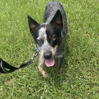 Wrangler -  Mixed Breed Dog for Adoption in Auburn, Alabama - Wrangler | PetCurious