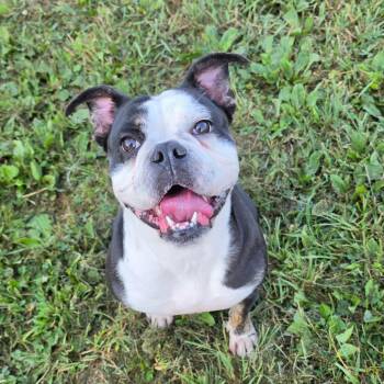 Bella -  English Bulldog Dog for Adoption in Jefferson City, Tennessee - Bella | PetCurious