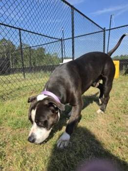 Pit Bull Terrier and Mixed Breed Dogs Available for Adoption in Conway, South Carolina - Pine | PetCurious