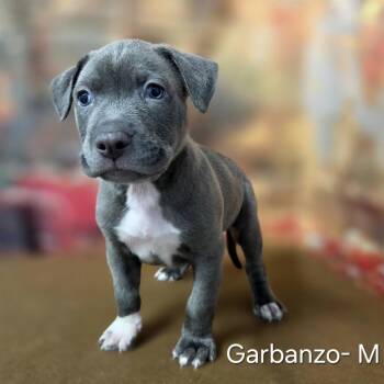 Garbanzo -  Pit Bull Terrier and Mixed Breed Dog for Adoption in Griswold, Connecticut - Garbanzo | PetCurious