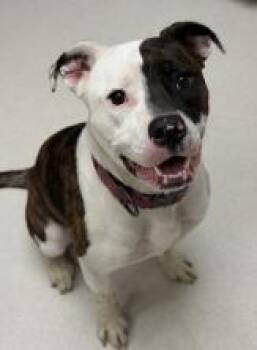 Zara (CP) -  Terrier and Staffordshire Bull Terrier Dog for Adoption in Dallas, Texas - Zara (CP) | PetCurious