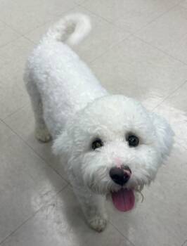 Zigzag -  Miniature Poodle and Mixed Breed Dog for Adoption in Park Row, Texas - Zigzag | PetCurious