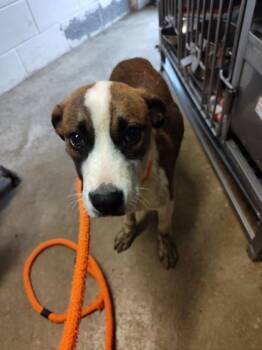 Rescue Mixed Breed Dogs for Adoption in Anderson, Indiana - Stinky | PetCurious