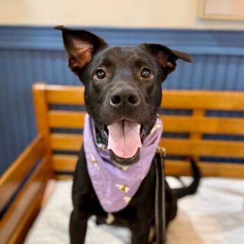 Labrador Retriever and Australian Kelpie Dogs Available for Adoption in Friendswood, Texas - Hudson Kindred Cutie | PetCurious