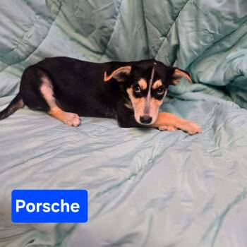 Porsche -  Australian Cattle Dog Blue Heeler Dog for Adoption in Uxbridge, Massachusetts - Porsche | PetCurious