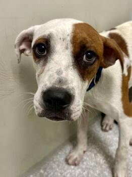 Red Bull -  Mixed Breed Dog for Adoption in Wichita, Kansas - Red Bull | PetCurious