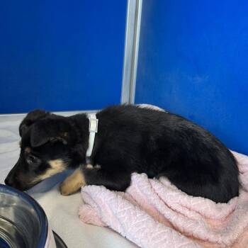 Mixed Breed Dogs Available for Adoption in Las Cruces, New Mexico - 106237 | PetCurious
