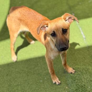Mixed Breed Dogs Available for Adoption in Loxahatchee Groves, Florida - Diana 2195 | PetCurious