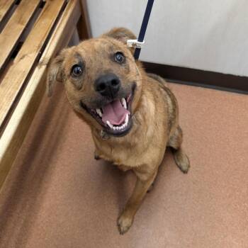 Terrier and Mixed Breed Dogs Available for Adoption - Max | PetCurious