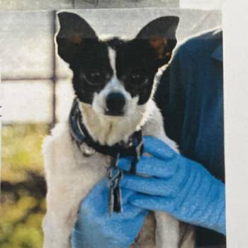 Timona -  Mixed Breed Dog for Adoption in West Palm Beach, Florida - Timona | PetCurious