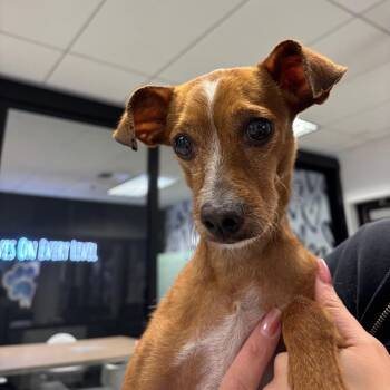 Emiliano A2282763 -  Chihuahua Dog for Adoption in Los Angeles, California - Emiliano A2282763 | PetCurious