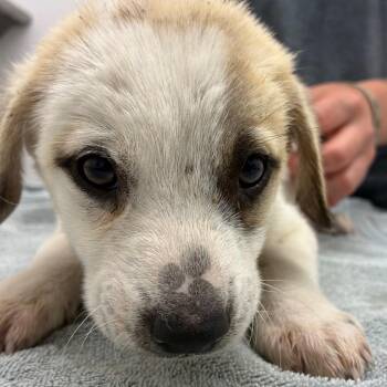 Happy Hoof -  Great Pyrenees and Mixed Breed Dog for Adoption in Corpus Christi, Texas - Happy Hoof | PetCurious