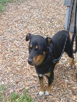 RODDY -  Rottweiler and Cardigan Welsh Corgi Dog for Adoption in Fort Lauderdale, Florida - RODDY | PetCurious