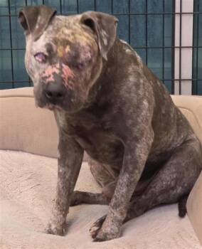 Echo* -  Pit Bull Terrier and Mixed Breed Dog for Adoption in El Paso, Texas - Echo* | PetCurious