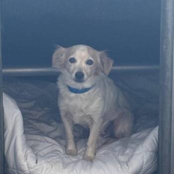 Rue A2275957 -  Chihuahua Dog for Adoption in Los Angeles, California - Rue A2275957 | PetCurious