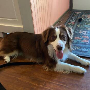 Breckett -  Australian Shepherd Dog for Adoption in Ada, Minnesota - Breckett | PetCurious