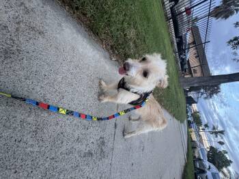 Lory -  Cairn Terrier Dog for Adoption in Chula Vista, California - Lory | PetCurious