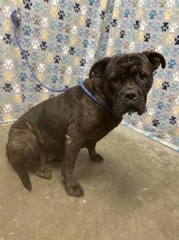 American Bulldog and Boxer Dogs Available for Adoption in Rosenberg, Texas - PEBBLE | PetCurious