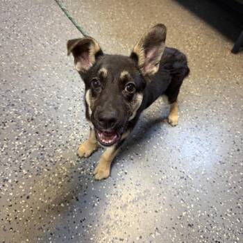German Shepherd Dog and Mixed Breed Dogs Available for Adoption in Tuscaloosa, Alabama - TUSC-Stray-84582 | PetCurious