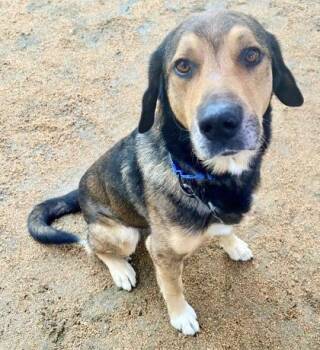 Shine -  Mixed Breed Dog for Adoption in Georgetown, Texas - Shine | PetCurious