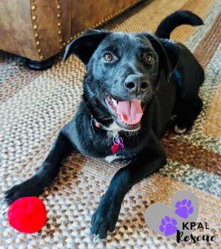 Chrissy - Three’s Company -  Karelian Bear Dog and Mixed Breed Dog for Adoption in Kenai, Alaska - Chrissy - Three’s Company | PetCurious