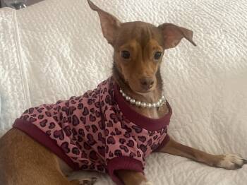 Chihuahua Dogs Available for Adoption in Lakeland, Florida - Cza Bonded With Richard | PetCurious