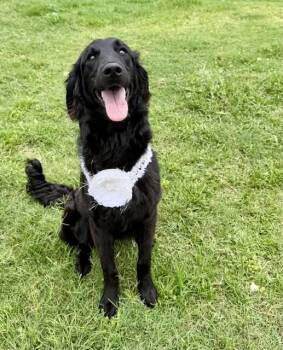 Trail -  Flat Coated Retriever Dog for Adoption in Mckinney, Texas - Trail | PetCurious