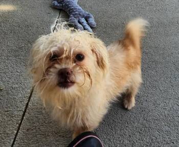 Twister -  Shih Tzu and Miniature Poodle Dog for Adoption in Severance, Colorado - Twister | PetCurious