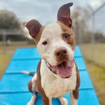Tyson -  Pit Bull Terrier Dog for Adoption in Sarasota, Florida - Tyson | PetCurious