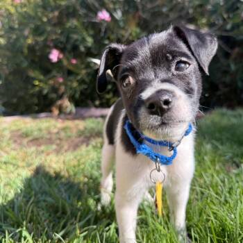 Theodore -  Mixed Breed Dog for Adoption in San Francisco, California - Theodore | PetCurious