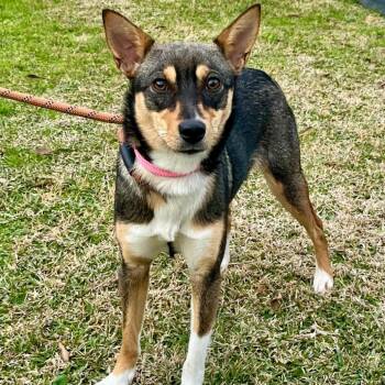 Rat Terrier Dogs Available for Adoption - CT Roxie -18lbs! | PetCurious