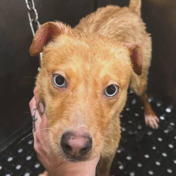 Husky and Labrador Retriever Dogs Available for Adoption in West Falls, New York - Zena | PetCurious